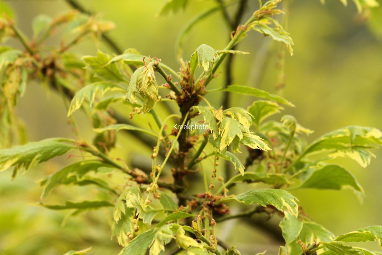 Quercus cerris 'Variegata'
