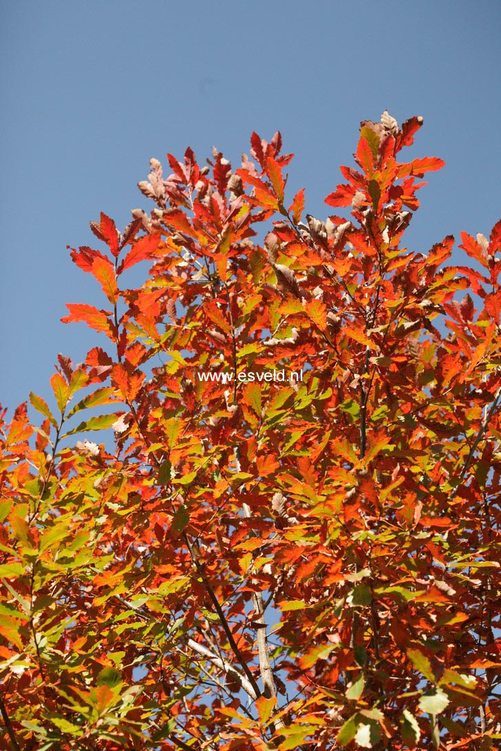Quercus mongolica