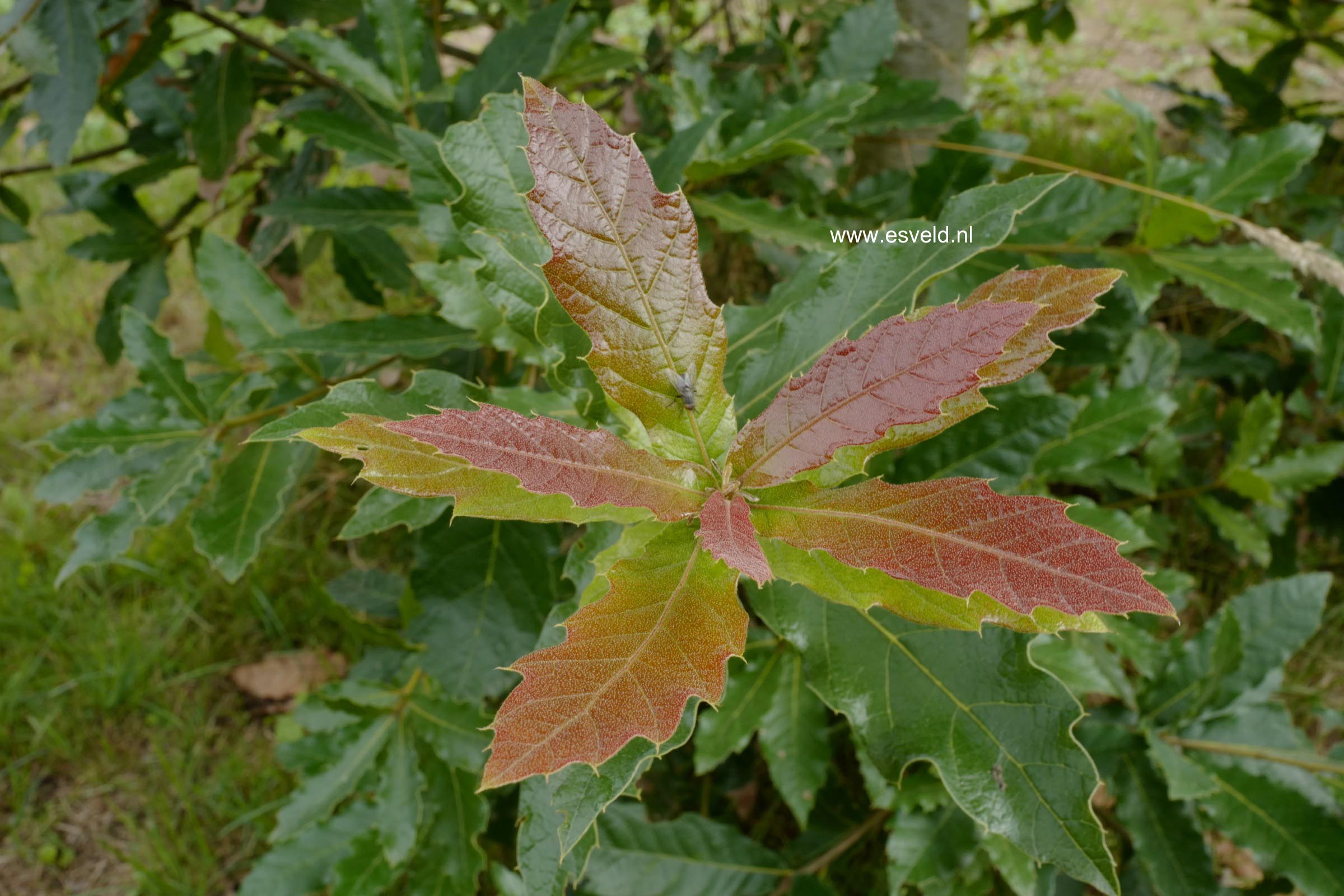 Quercus rhysophylla 'Maya'