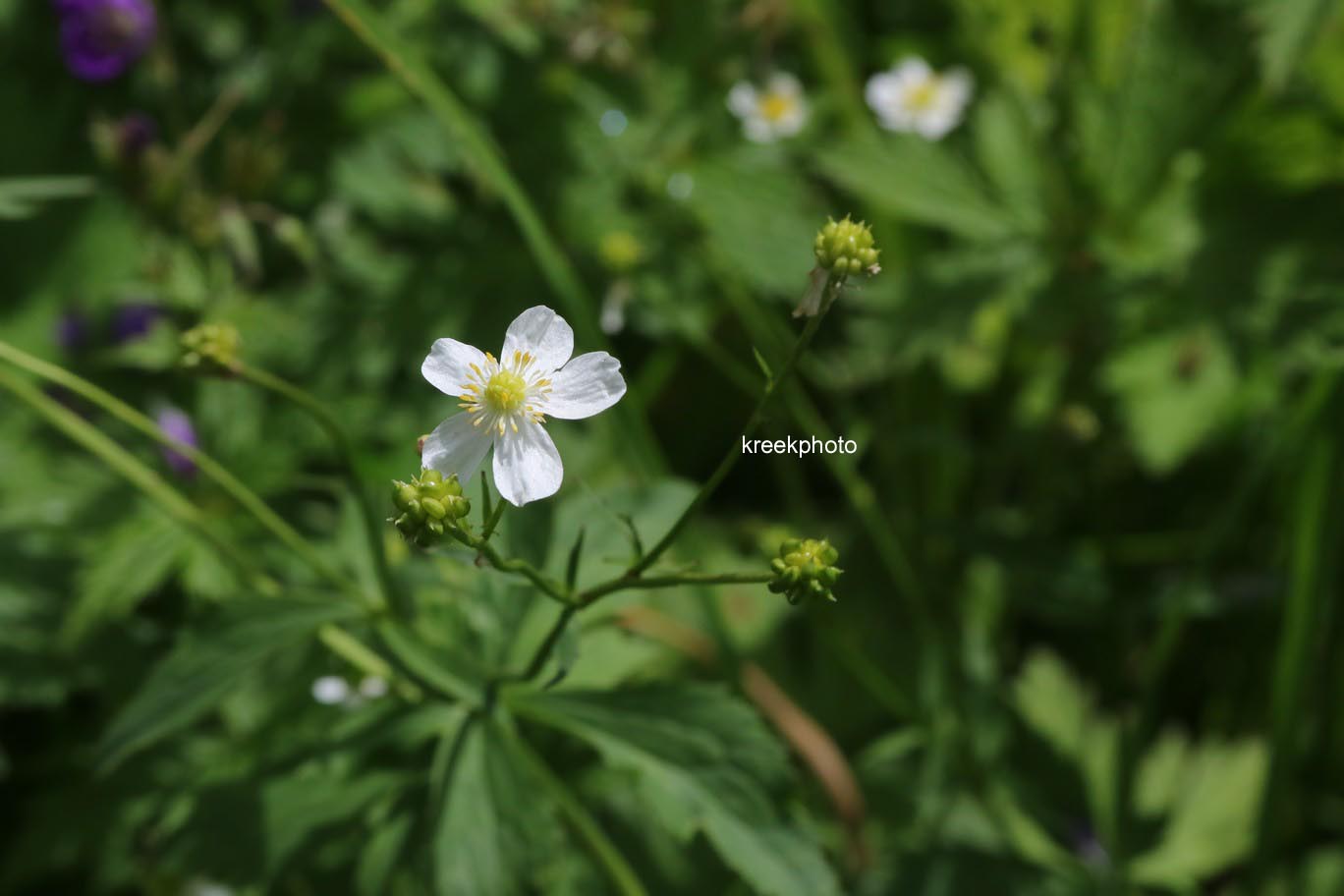 Ranunculus aconitifolius