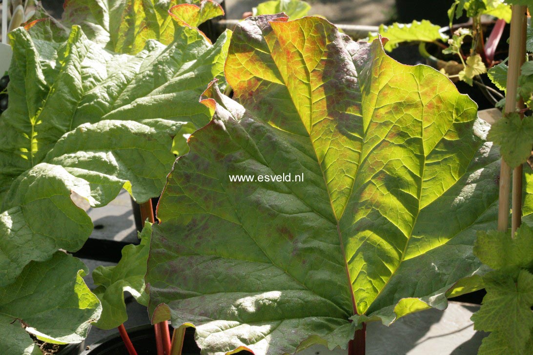 Rheum rhabarbarum