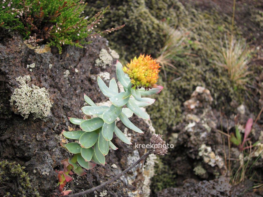 Rhodiola rosea