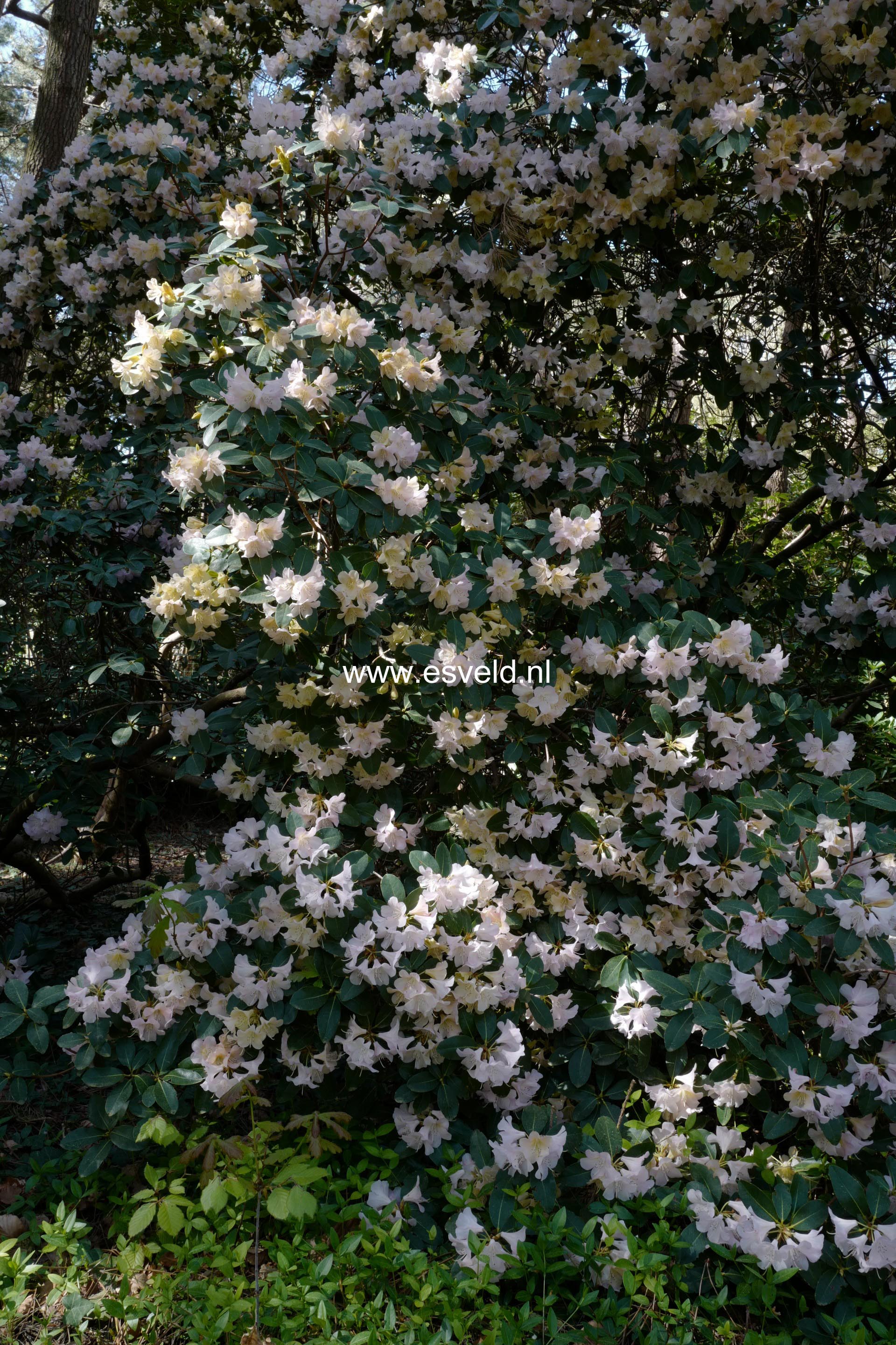 Rhododendron 'Alison Johnstone'