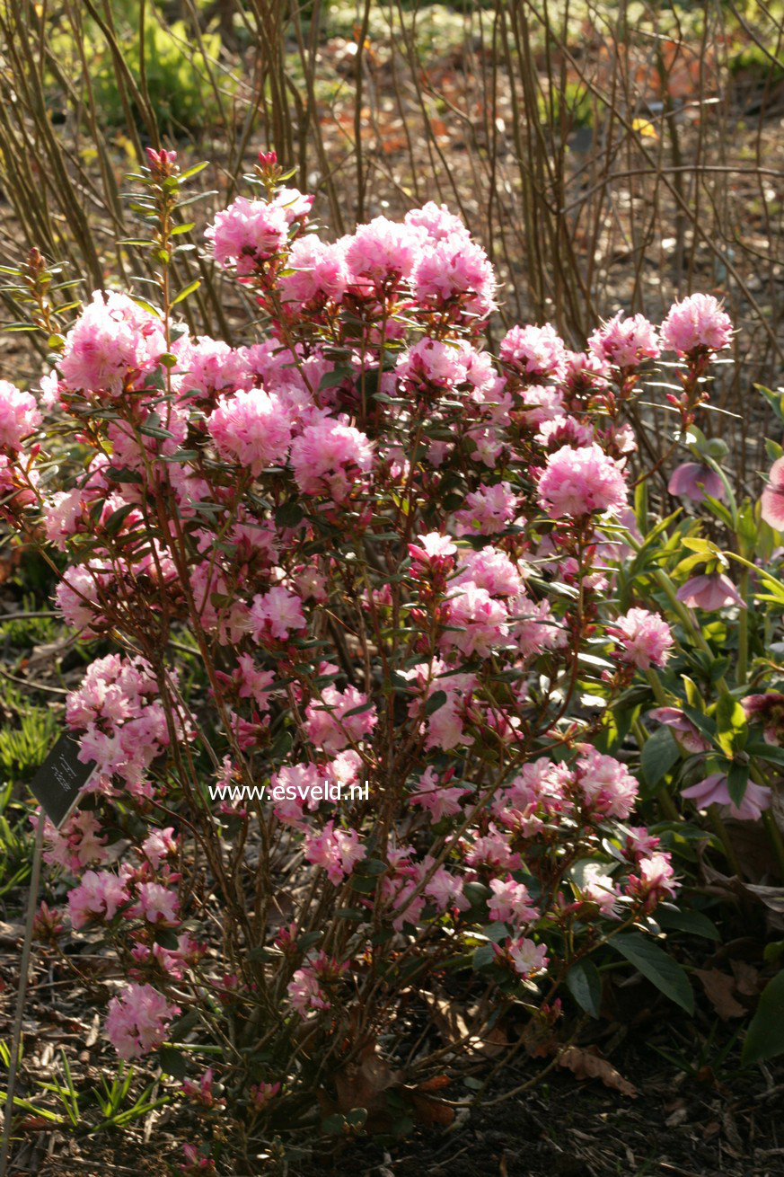 Rhododendron 'Anna Baldsiefen'