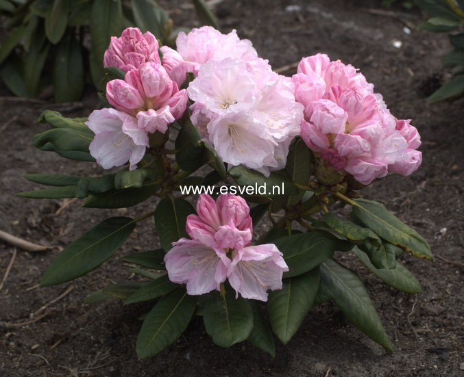 Rhododendron 'Aprilleuchten'