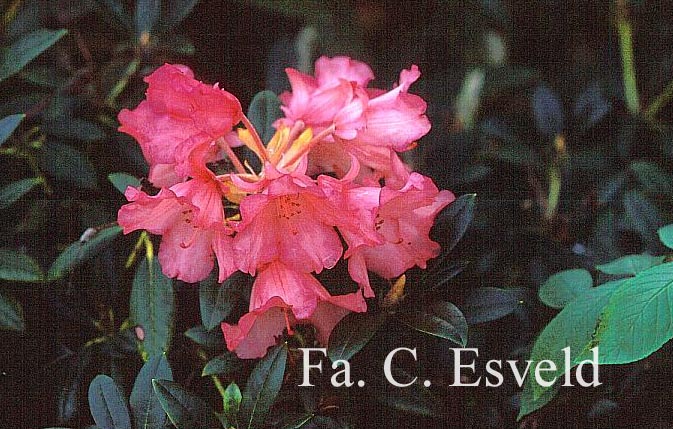 Rhododendron 'Bambi'