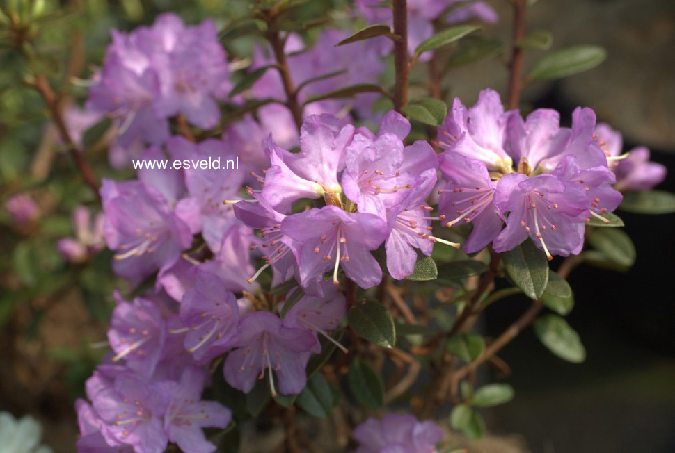 Rhododendron 'Barto Alpine'