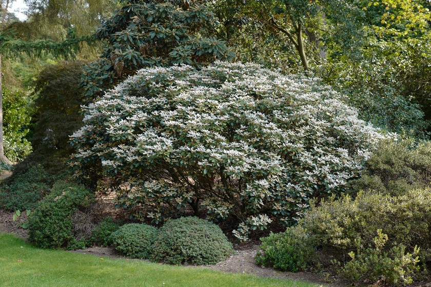Rhododendron 'Berg's Queen Bee'