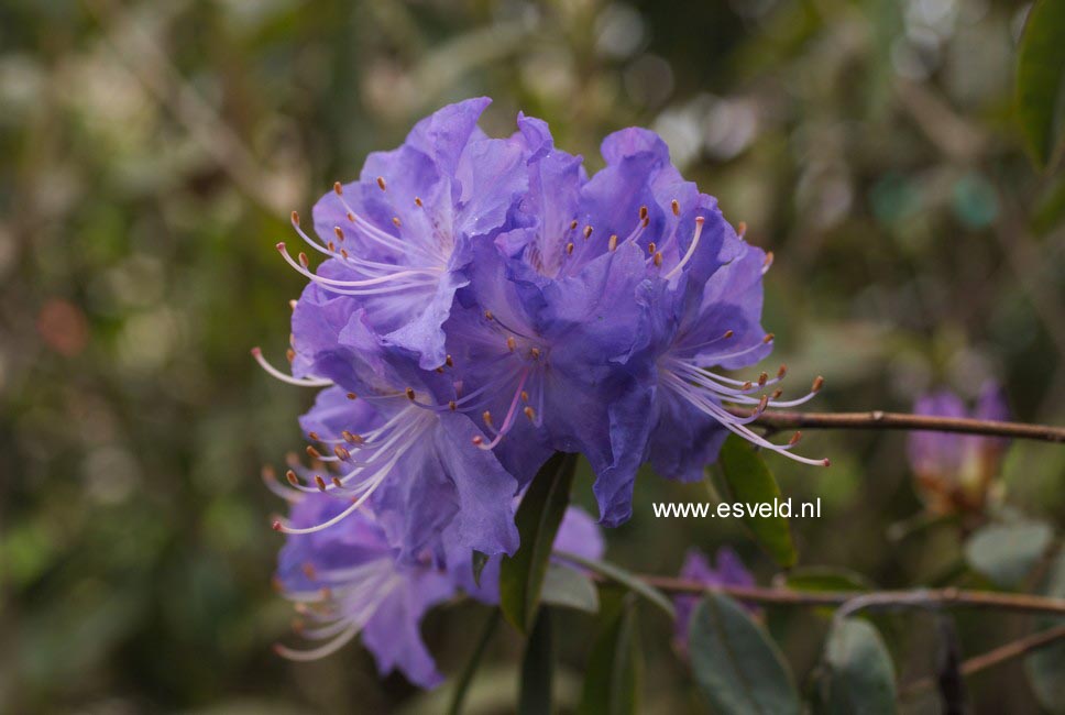 Rhododendron 'Blaney's Blue'