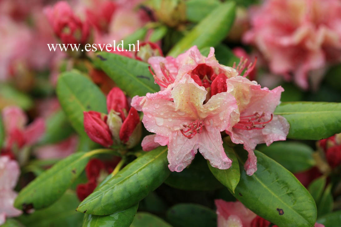 Rhododendron 'Brasilia'