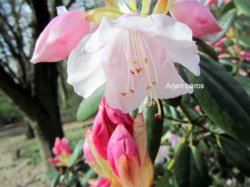 Rhododendron 'Brocade'