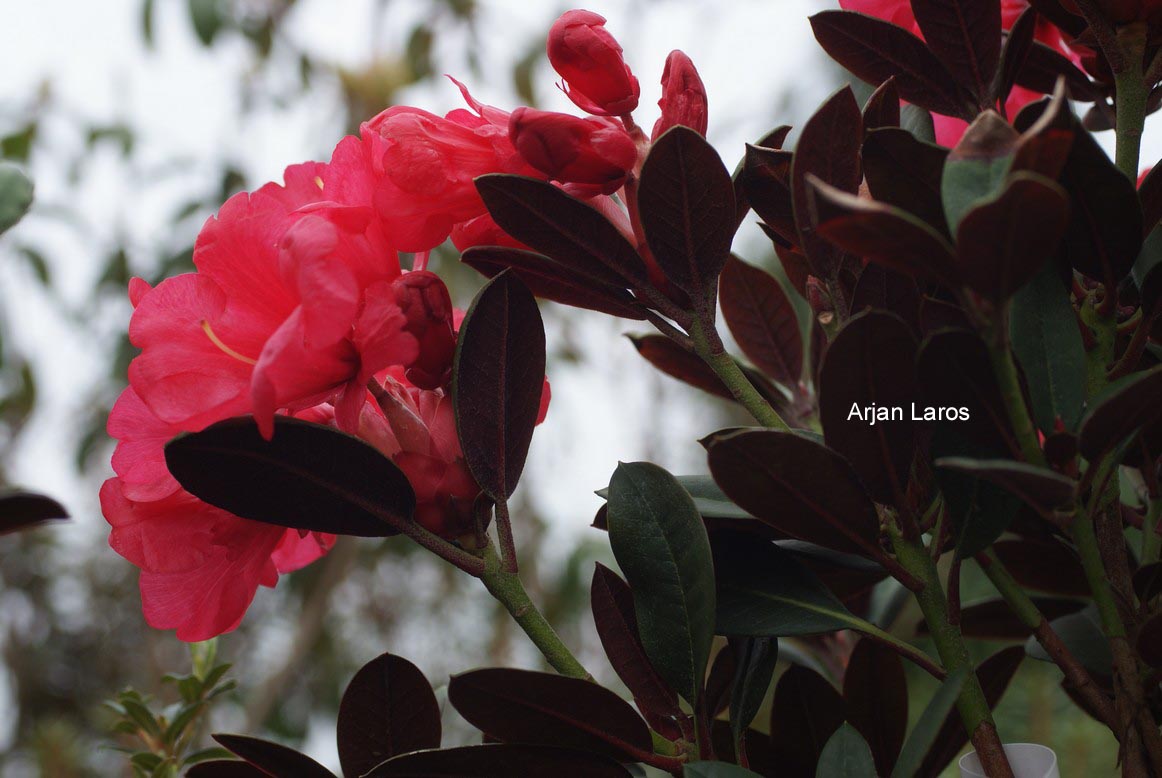 Rhododendron 'Burletta'
