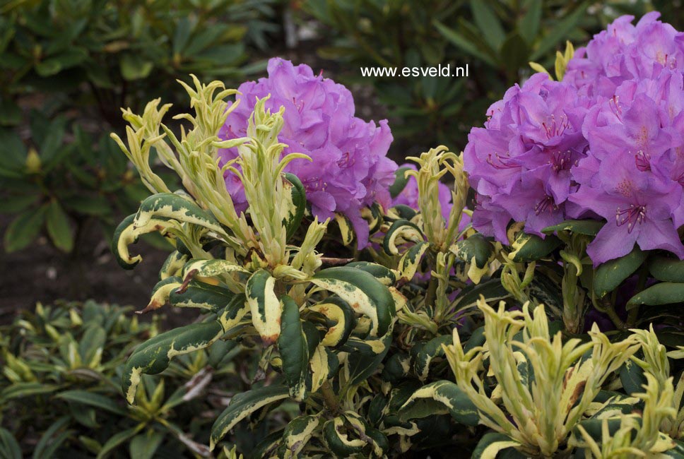 Rhododendron 'Carolina Spring'
