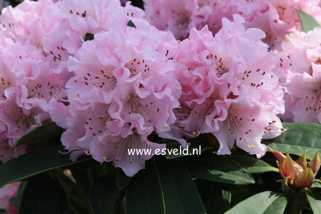 Rhododendron 'Christmas Cheer'