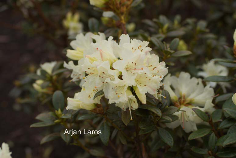 Rhododendron 'Cream Crest'