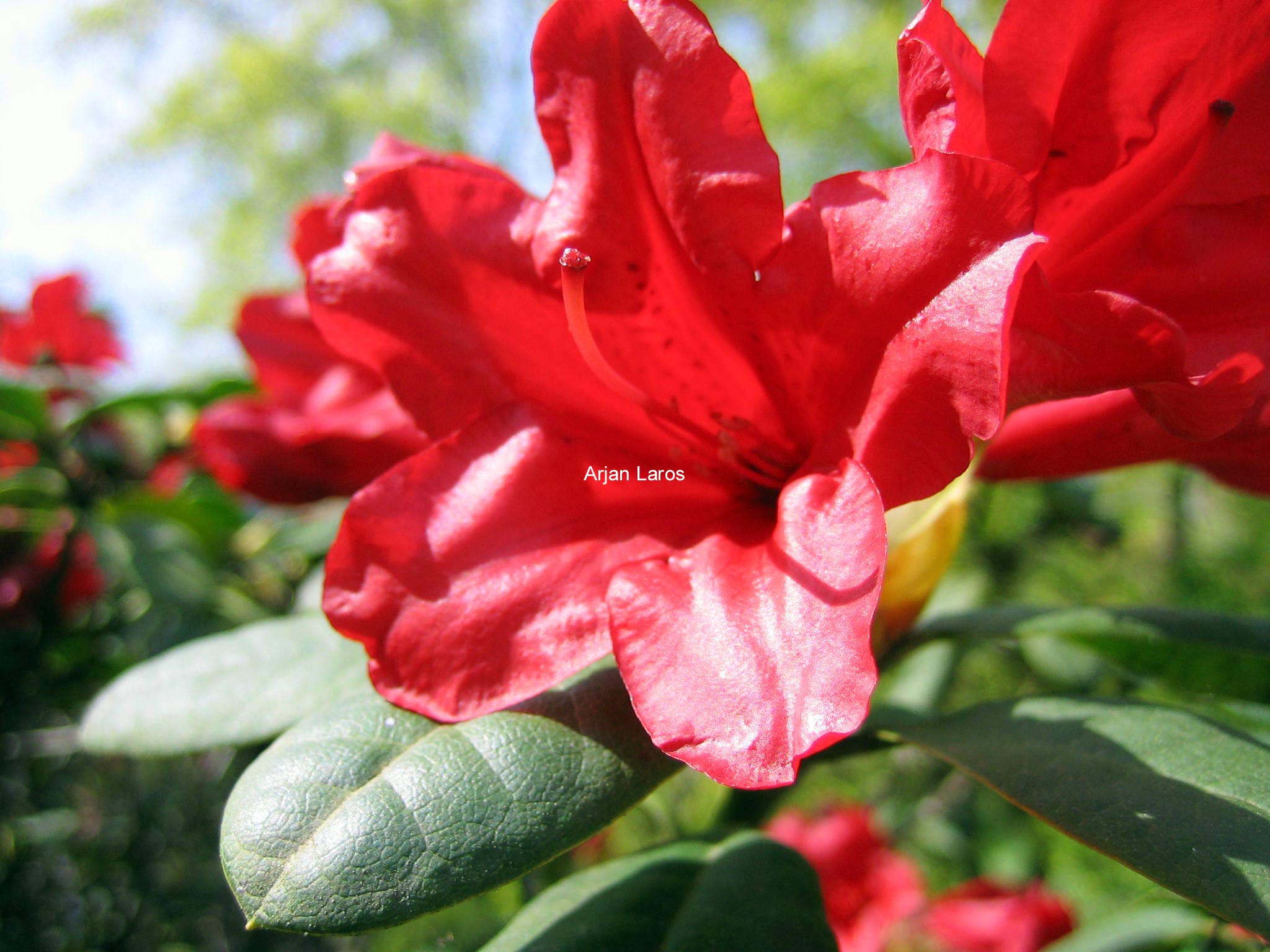 Rhododendron 'Elisabeth Hobbie'