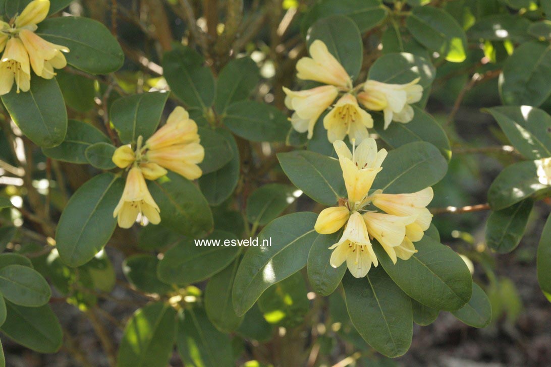 Rhododendron 'Eroica'