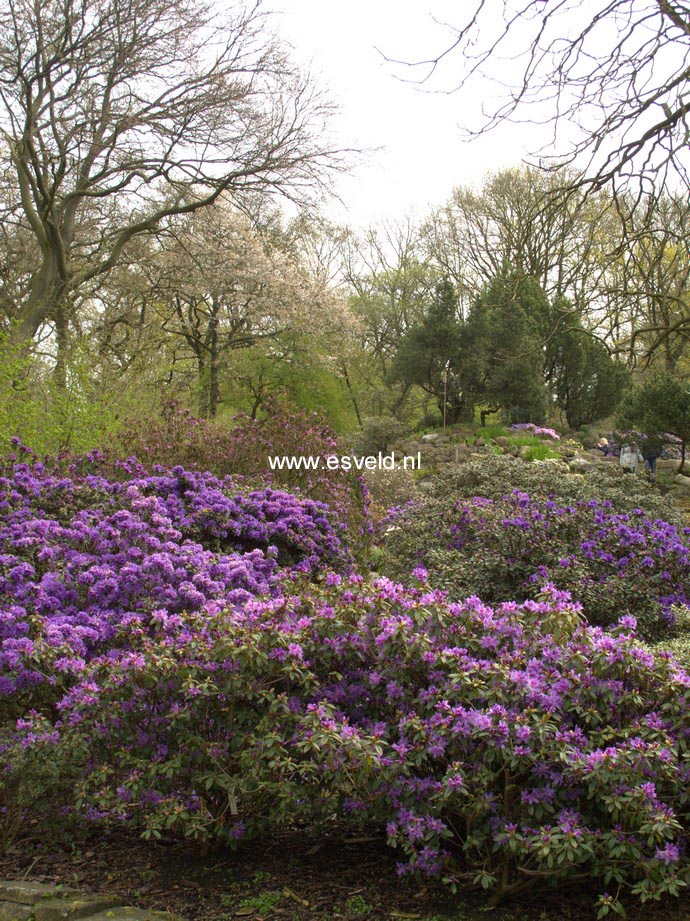 Rhododendron 'Gletschernacht'