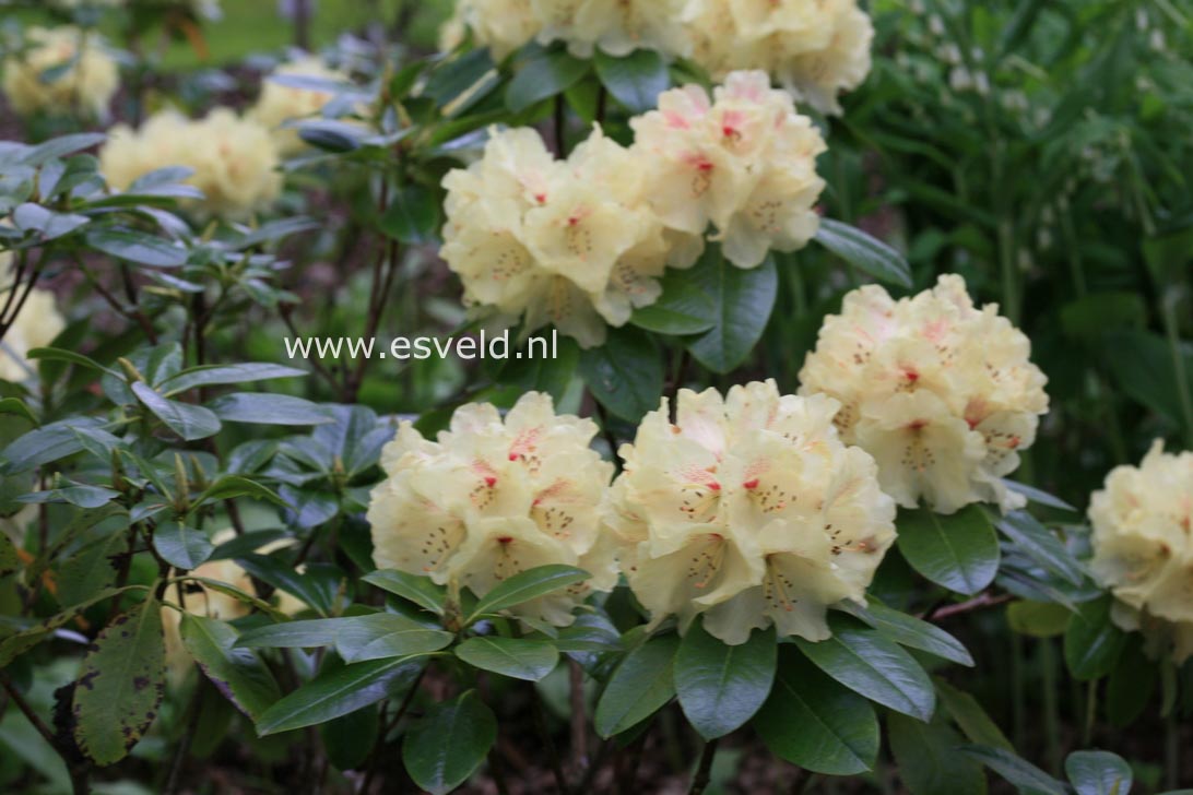 Rhododendron 'Goldprinz' (GOLDSCHATZ)