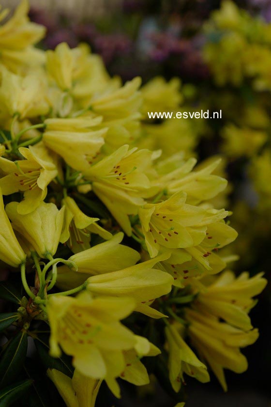 Rhododendron 'Goldstrike'