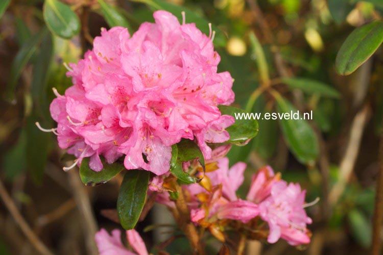Rhododendron 'Hardijzer Beauty'