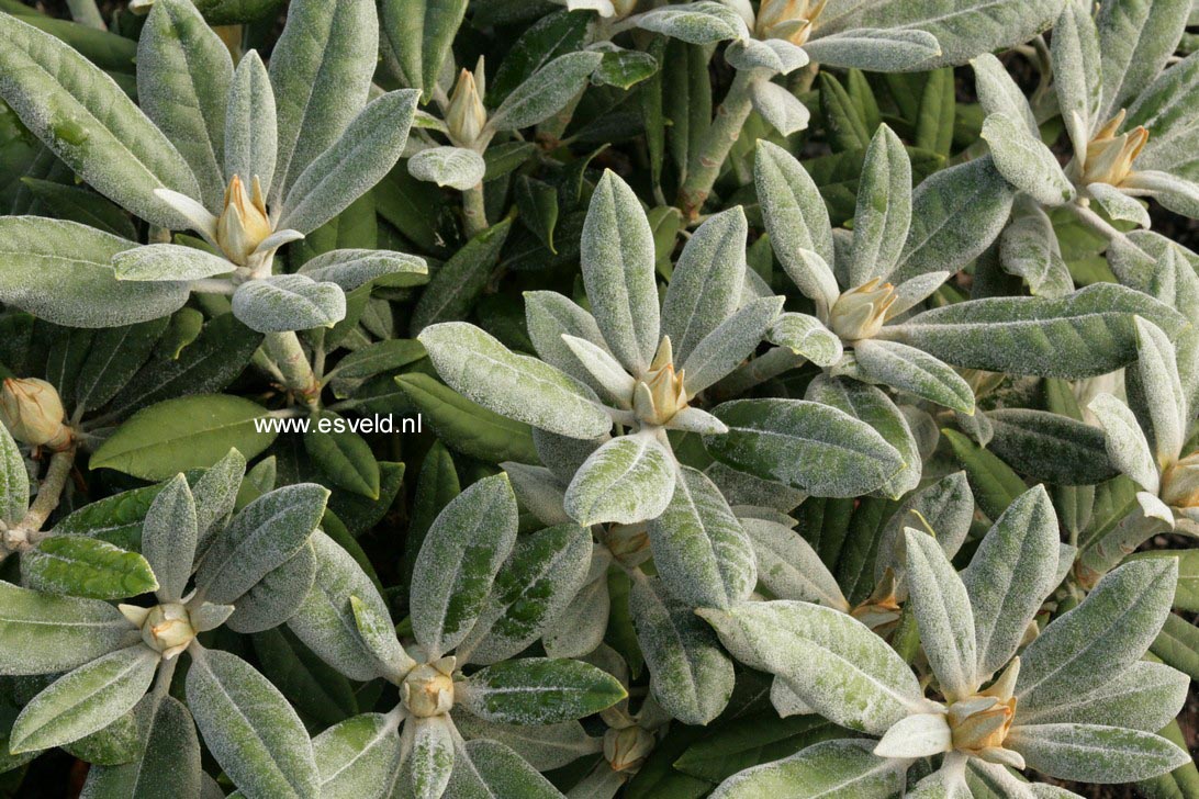 Rhododendron 'Hydon Dawn'