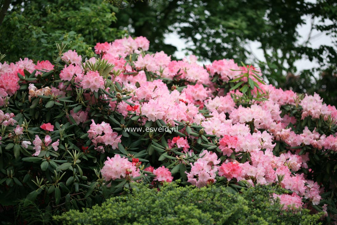 Rhododendron 'Idomeneo'