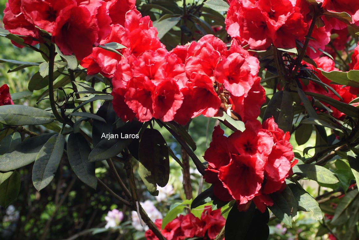 Rhododendron 'Jean Marie de Montague'