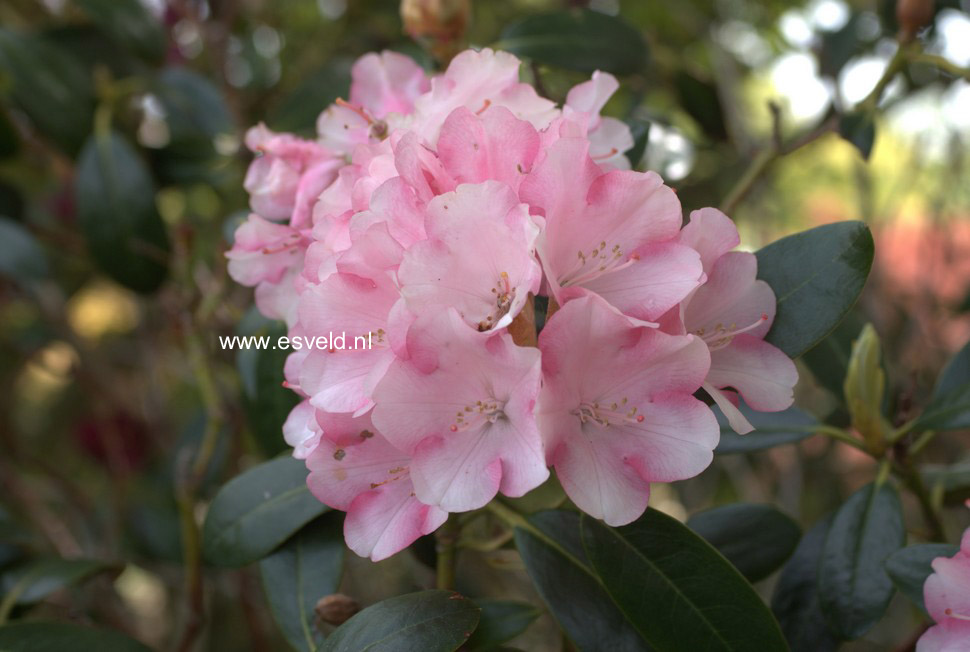 Rhododendron 'Kristina'