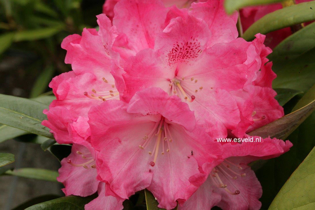 Rhododendron 'Lumina'