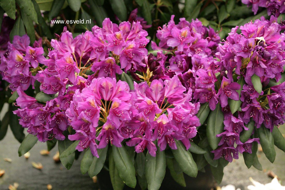 Rhododendron 'Marcel Menard'
