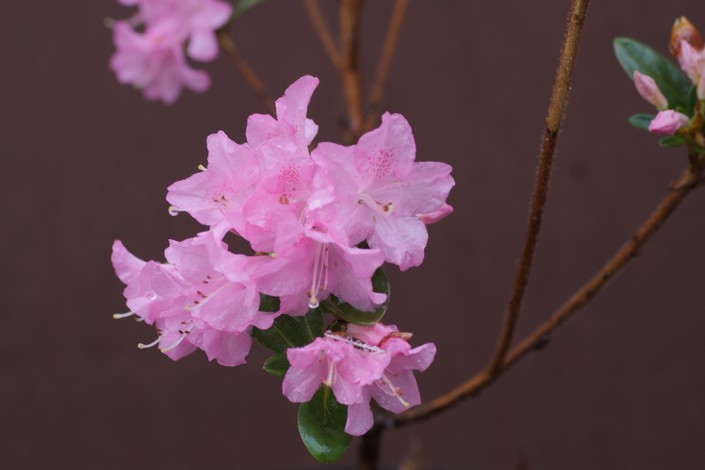 Rhododendron 'Martine'