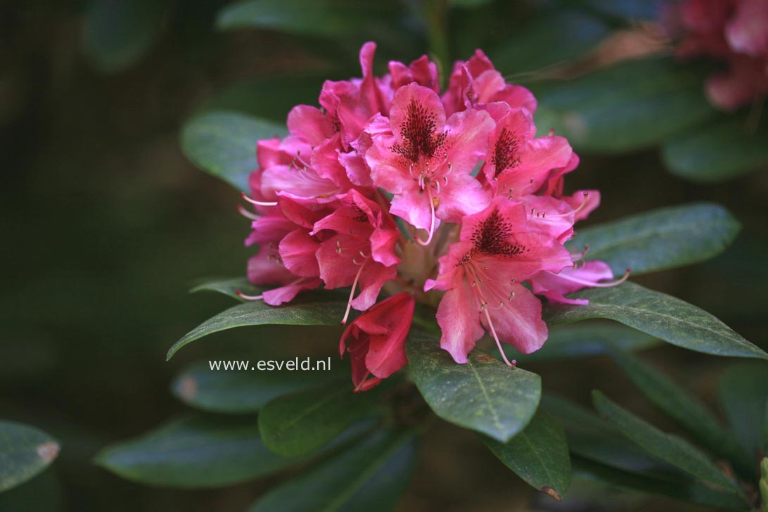 Rhododendron 'Mrs. Furnival'