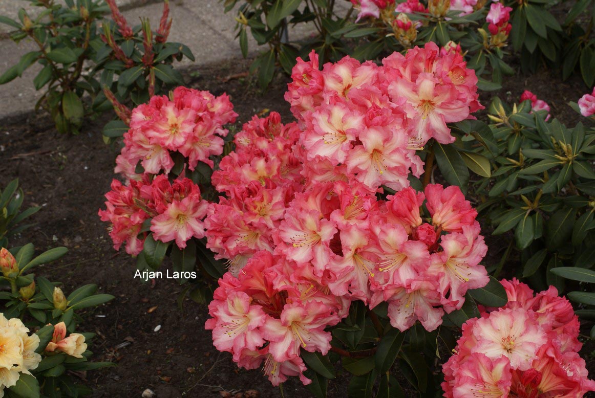 Rhododendron 'Naselle'