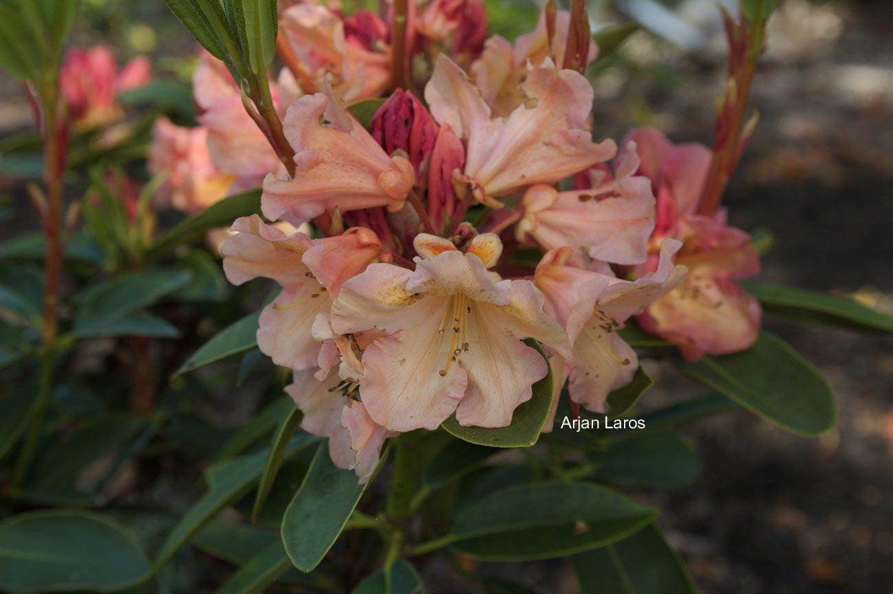 Rhododendron 'Olga'