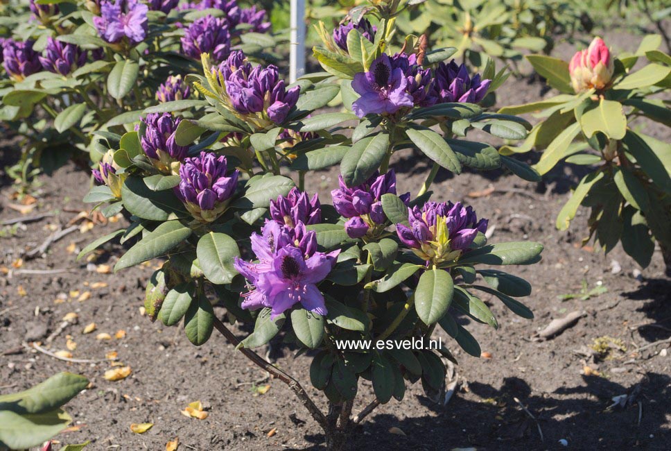 Rhododendron 'Peter Alan'