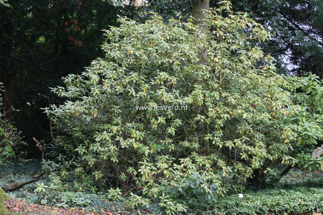 Rhododendron 'President Roosevelt'