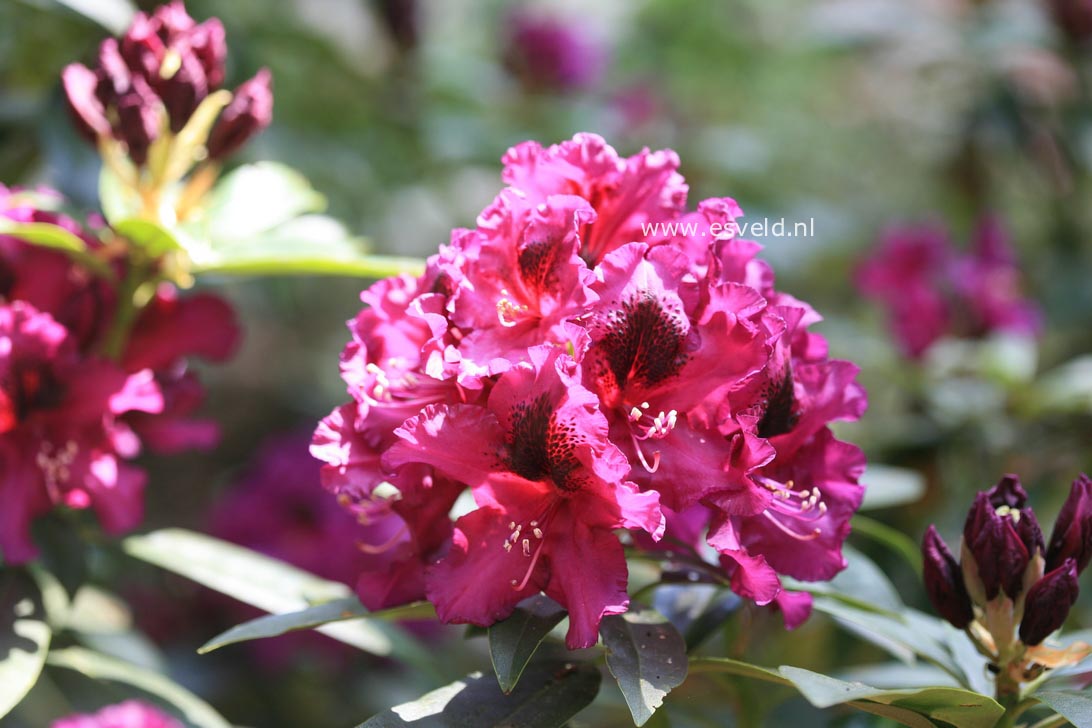 Rhododendron 'Purple Splendour'
