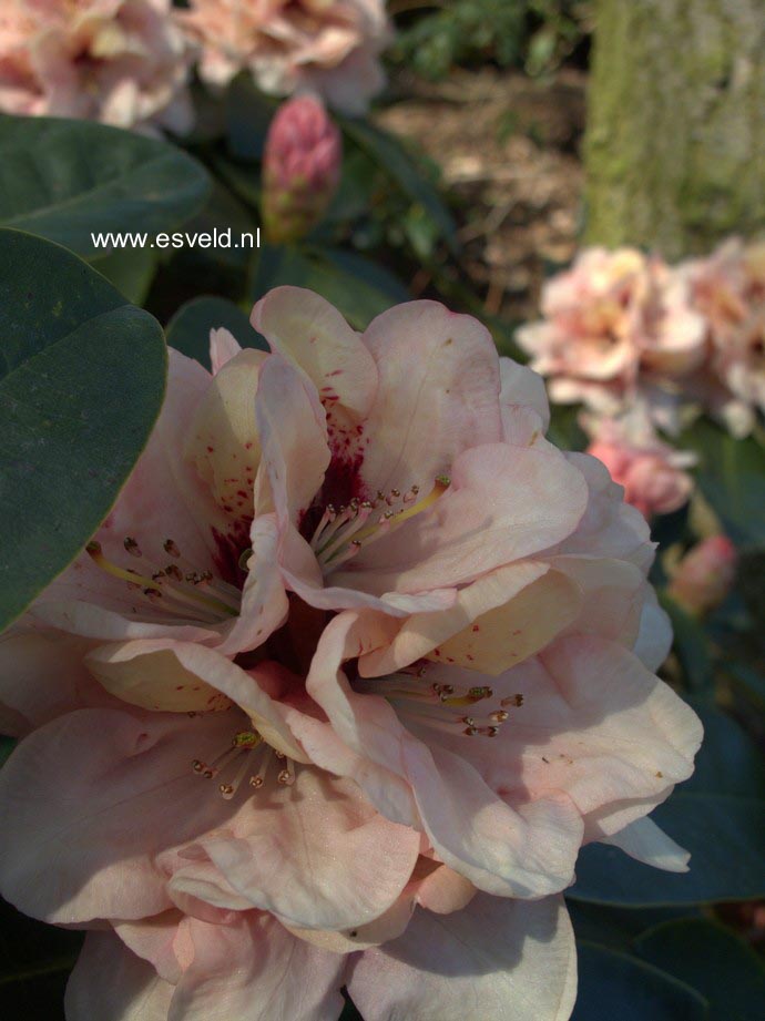 Rhododendron 'Rudolf Heinemann'