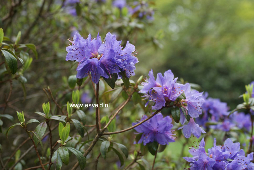 Rhododendron 'Russautinii'