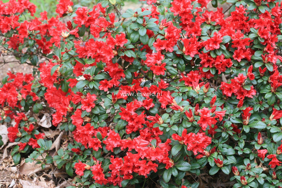 Rhododendron 'Scarlet Wonder'