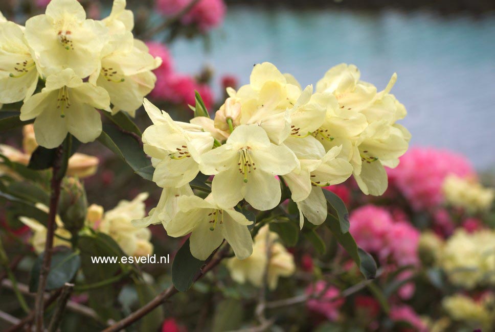 Rhododendron 'Stadt Westerstede'