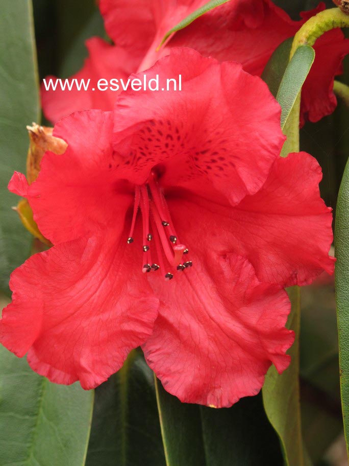 Rhododendron 'Taurus'