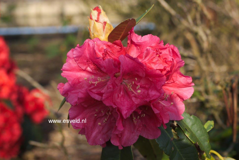 Rhododendron 'Unknown Warrior'