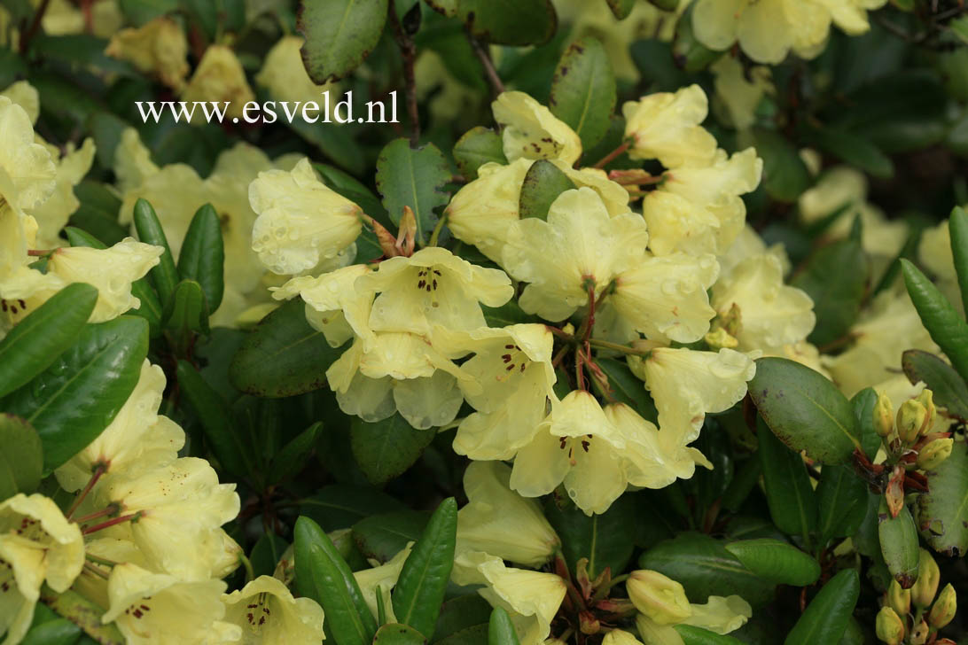 Rhododendron 'Walter Schmalscheidt'