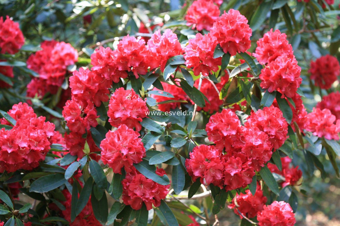 Rhododendron 'Wilgens Ruby'