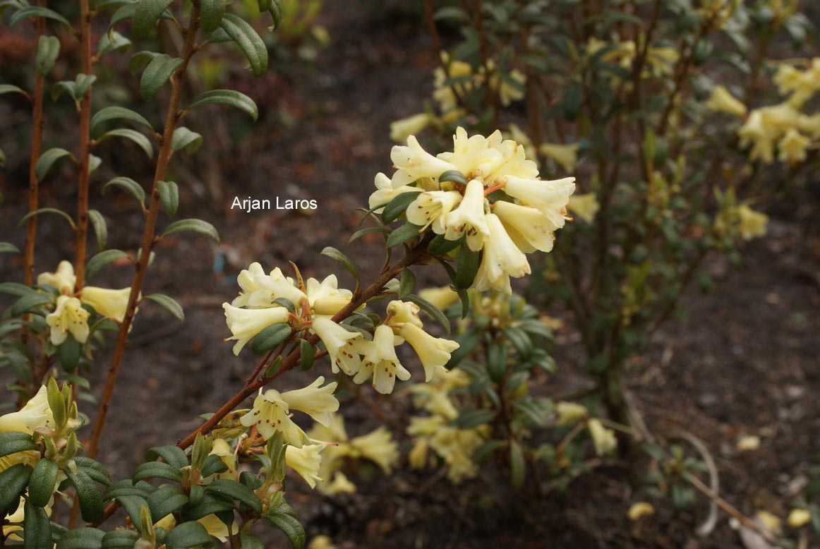 Rhododendron 'Yellow Hammer'