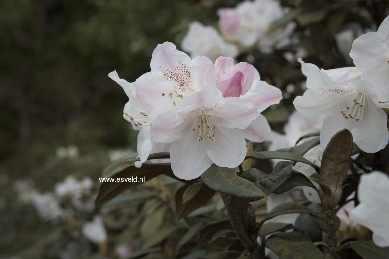 Rhododendron adenogynum
