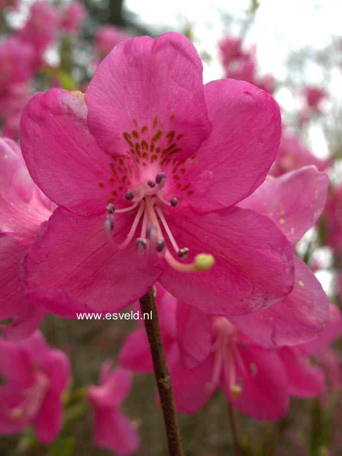 Rhododendron albrechtii