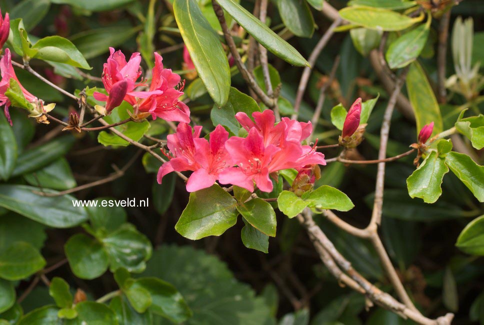Rhododendron amagianum